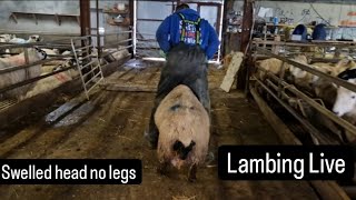 Lambing live footage lamb with massive head and no legs farm farming lambs tractors cows [upl. by Gladdy]