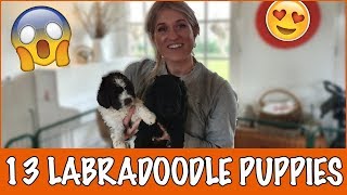 IK WIL EEN LABRADOODLE ❤️ DierenpraatTV [upl. by Singer]