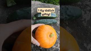 wie man giftige Kürbisse Gurken Zucchini erkennt amp verhindert [upl. by Evilc]