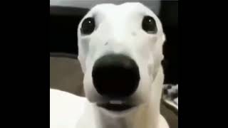 white dog with chattering teeth meme video [upl. by Gallager845]