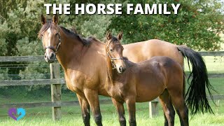 THE HORSE FAMILY  1 MINUTE HIPPOLOGY [upl. by Notsnhoj495]