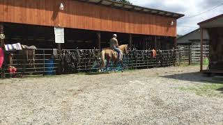 Sold 17Sunshine 12 yr old 152h palomino crossbred mare 2750 [upl. by Hayouqes]