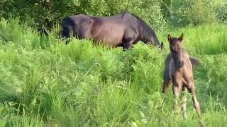 Hennissement dun poulain minorquin Foals whinny [upl. by Anhavas]