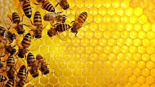 National Geographic Documentary Honey Bee Wildlife Animal [upl. by Arthur711]