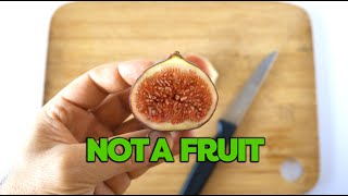 Figs are not fruits A microscopy video [upl. by Sotsirhc660]