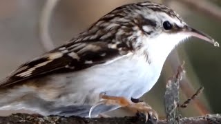 Brown creeper bird [upl. by Ttenrag]