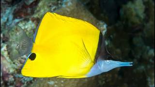 Facts The Yellow Longnose Butterflyfish [upl. by Dinerman]