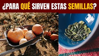 SEMILLAS DE CALABAZA para qué sirven [upl. by Boice]