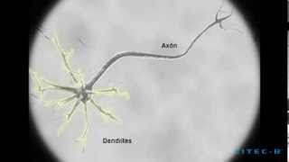 La polaridad neuronal y el axón en crecimiento [upl. by Adaval]