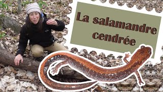 La salamandre cendrée [upl. by Aznerol]