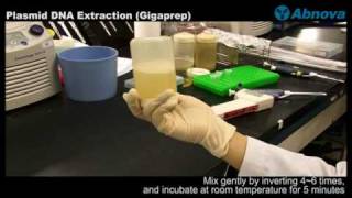 Plasmid DNA Extraction Gigaprep [upl. by Clava763]