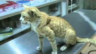 pleural effusion in a cat M2U00504xvidmp4 [upl. by Ivo11]