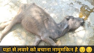 लवारो की मृत्यु सबसे ज्यादा hypomagnesemia के कारण होता है hypomagnesemia dairyfarming [upl. by Fabiano]