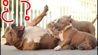 Consejos para novatos desparasitar vacunar comida PITBULL BULLY [upl. by Mohl]