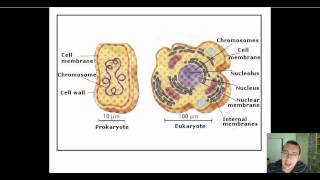 Prokaryotic vs Eukaryotic DNA Replication [upl. by Gilbertina]