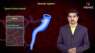 Types of Blood vessels  Arteries  Arterioles  Capillaries  Venules  Veins [upl. by Firmin]