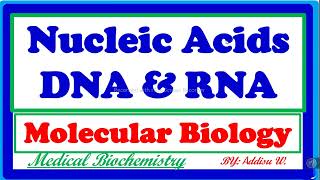 nucleicacids biochemistry DNA and RNA structure molecularbiology ethiopian freshman biology [upl. by Mackoff]