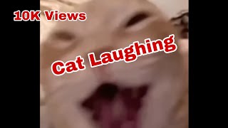 Cat Laughing Meme template memes [upl. by Neb553]