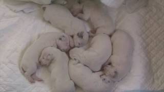 Dalmatian Puppies from Birth to 2 Months of Age [upl. by Enohpesrep775]