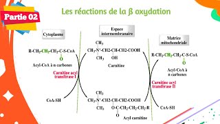 Biochimie  Métabolisme des lipides  Partie 0206 [upl. by Honna604]