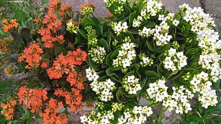 Como plantar kalanchoe [upl. by Ardekal]