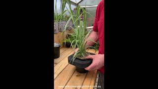 How to grow Phalaris [upl. by Mallina]