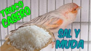 🐣🐤TRUCO CASERO SAL Y MUDA🐥🐦 [upl. by Eniarda]