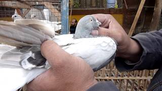 Egyptian pigeon market  Cairo [upl. by Ahsimet702]