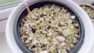 Planting Lithop Seeds amp Young Lithops [upl. by Flan9]