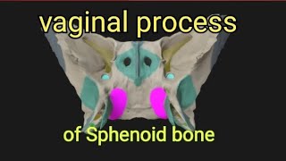 Sphenoid bone8 Vaginal process [upl. by Tootsie160]