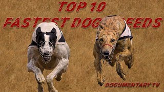 TOP TEN FASTEST DOG BREEDS [upl. by Tenenbaum]