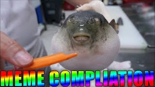 FISH EATING CARROT MEME COMPILATION [upl. by Nnylyrehc]