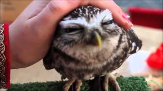 Cutest owl ever northern saw whet owl [upl. by Bortman]