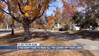 EXPLAINER Why you dont have to rake all the leaves off your lawn [upl. by Zechariah233]