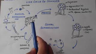 Oomycota  Life Cycle Of Phytophthora Infestans [upl. by Nevada]