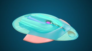 Fate Map during Gastrulation  3D Human Embryology  Third Week Embryology [upl. by Nodnas339]