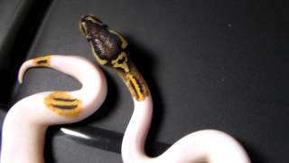 Yellow Pastel Pied and Piebald ball python [upl. by Snave]