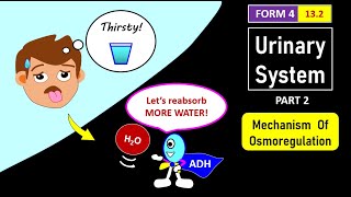 SPM BIOLOGY FORM 4 CHAPTER 13 132 PART 2  OSMOREGULATION BY KIDNEYS [upl. by Sherborn245]