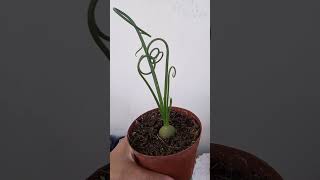 Albuca spiralis [upl. by Nisaj]