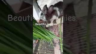 farmvlog rabbitrabbit subscribe like share [upl. by Annasoh721]