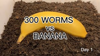 【SDGs】300 Worms vs Banana ＃vermicompost ＃earthworm [upl. by Aihsatsan763]