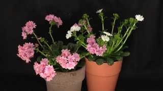 Lewisia cotyledon  Bitterwurz Cliff Maids [upl. by Cornela410]