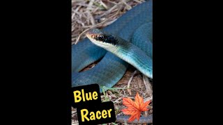 The Blue Racer Snake The fastest snake in canada [upl. by Ida]