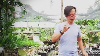 How to grow Dorstenia seeds การเพาะเมล็ดมะพร้าวทะเลทราย [upl. by Anaujal]