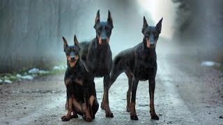 Doberman Hakkında Bilinmeyenler Kısa Bilgi HD [upl. by Ashely]