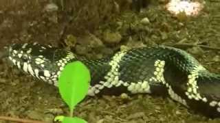 Wild Adult Eastern Kingsnake [upl. by Timotheus]