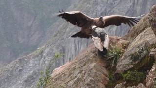 Condors of Colca Canyon Peru April 8 2016 [upl. by Atinwahs]