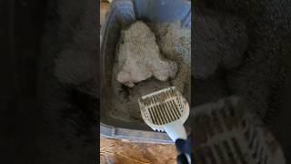 Beware Of This Inside Of Your Cat Litter Box barncats [upl. by Zonda]