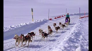 20 Internationales Schlittenhunderennen in Sportgastein 2019  4 K [upl. by Raffaj]