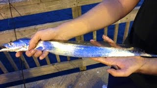 Fishing for CutlassfishRibbonfish in Kiptopeke VA [upl. by Amer300]